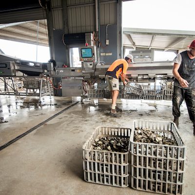 Efficiency in oyster farming