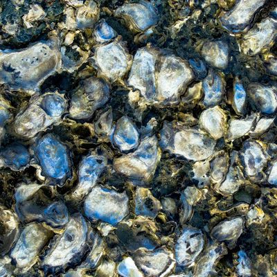 How an oyster grading machine can help overcome oyster farming challenges