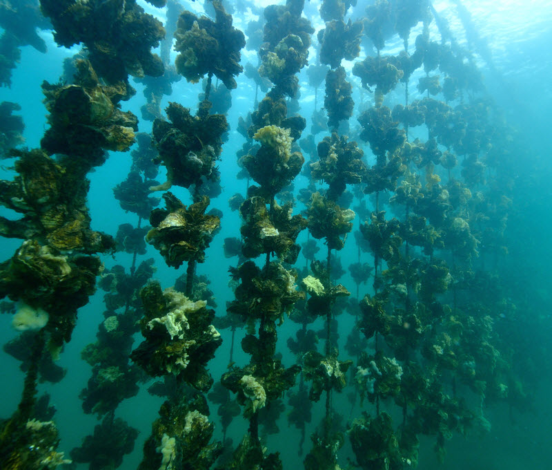 Oyster farm under the sea