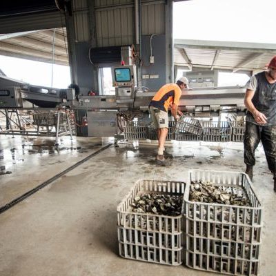 Fast and accurate oyster grading