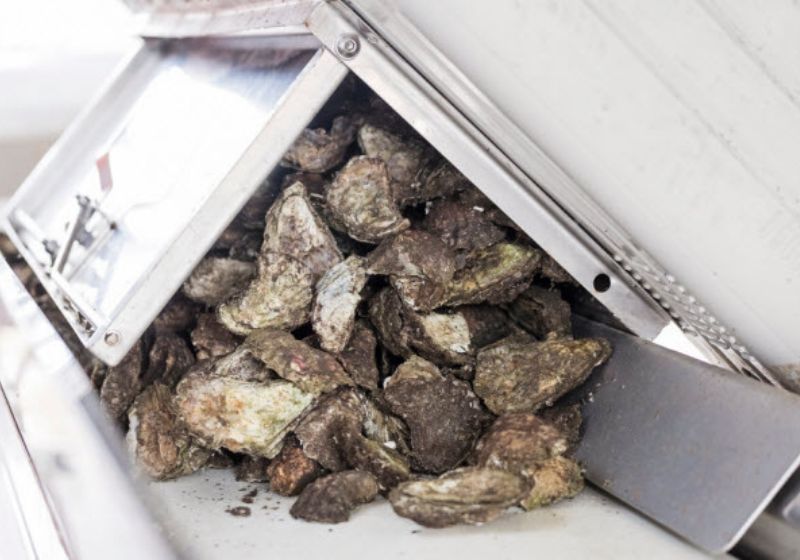 oysters in a grader