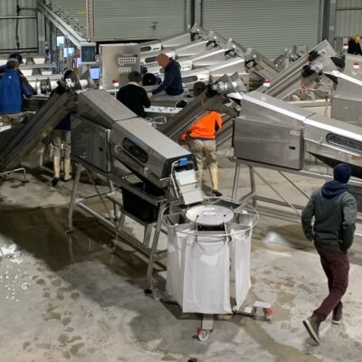 Our 4-lane Oyster grading and bagging system