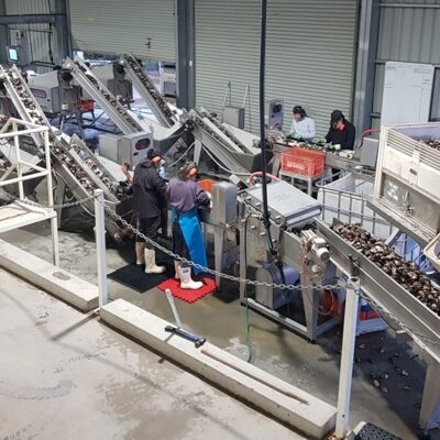 Shaping the Future of U.S. Oyster Farming: Strategic Automation for Resilience and Scale